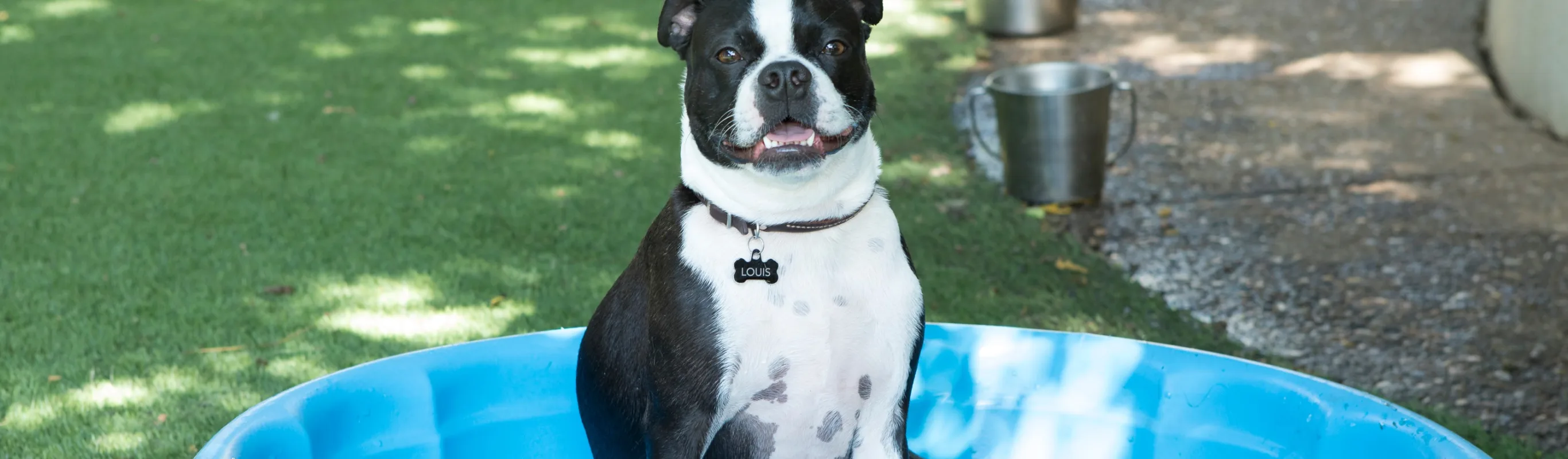 Black and white dog sitting in plastic play pool.